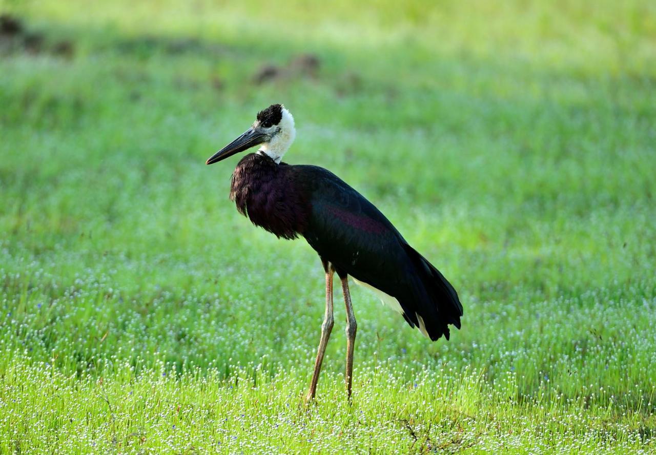 The Backwaters Lodge Wilpattu Exteriér fotografie